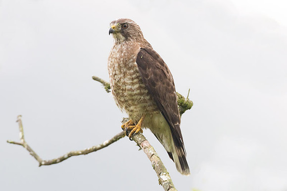 Broad-winged Hawk (Buteo platypterus)