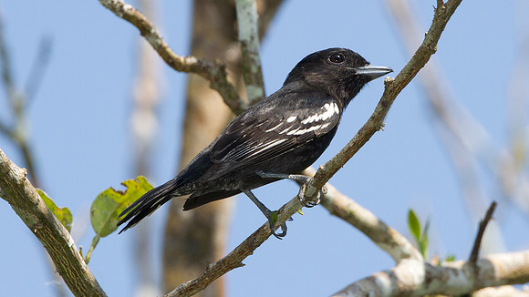 White-winged Becard (Pachyramphus polychopterus) - male