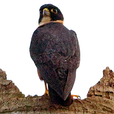 Bat Falcon (Falco rufigularis)
