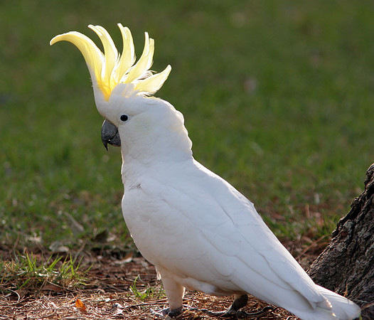 Sulphur-crested Cockatoo (Cacatua galerita)