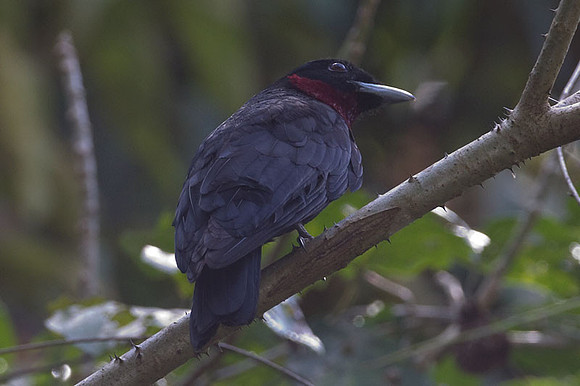 Purple-throated Fruitcrow (Querula purpurata)