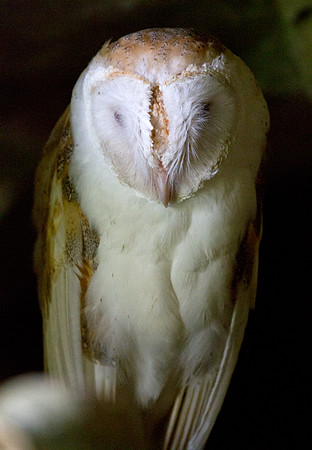 Barn Owl (Tyto alba furcata) male