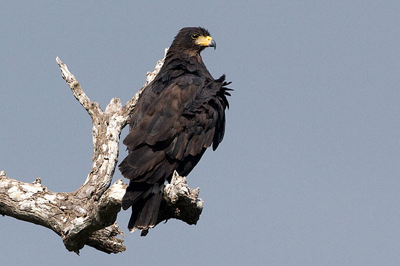 Common Black Hawk (Buteogallus anthracinus)