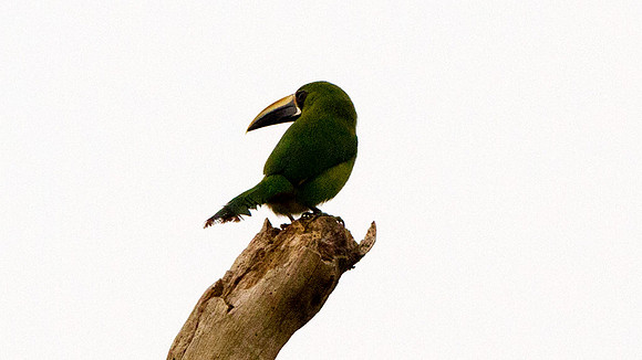 Emerald Toucanet (Aulacorhynchus prasinus)