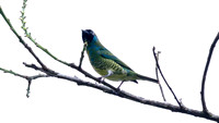 Swallow Tanager (Tersina viridis)