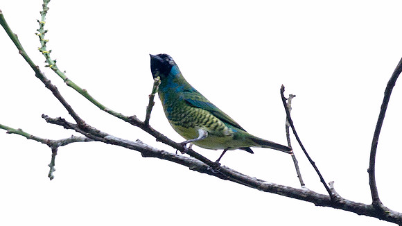 Swallow Tanager (Tersina viridis)