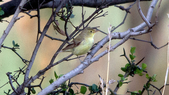 Icterine Warbler (Hippolais icterina)