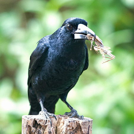 Black butcherbird (Cracticus quoyi)