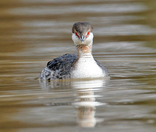 Horned Grebe (Podiceps auritus)