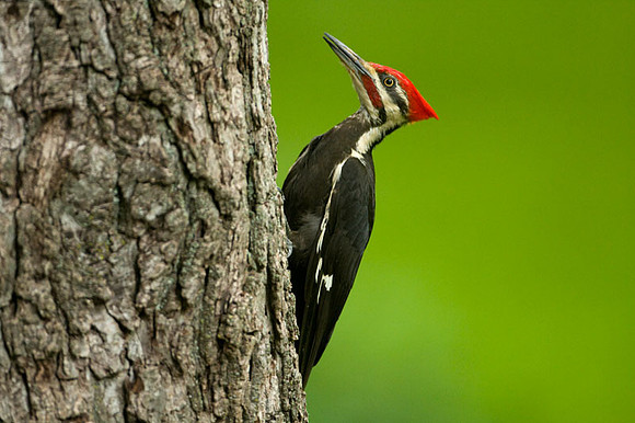 Pileated Woodpecker (Dryocopus pileatus) male