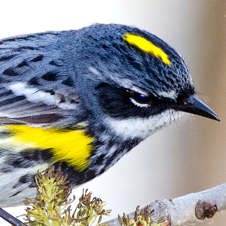 Yellow-rumped Warbler (Dendroica coronata)