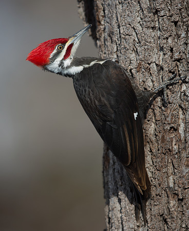 Pileated woodpecker (Hylatomus pileatus) Male
