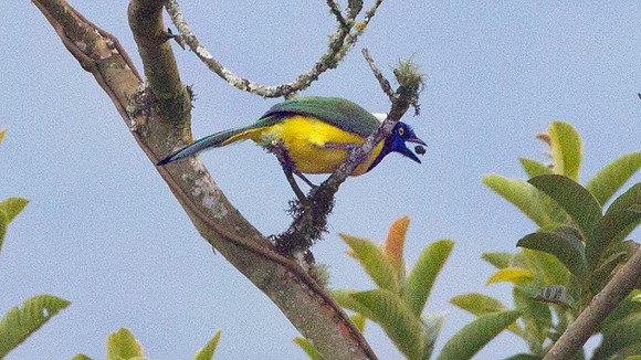 Green Jay (Cyanocorax yncas)