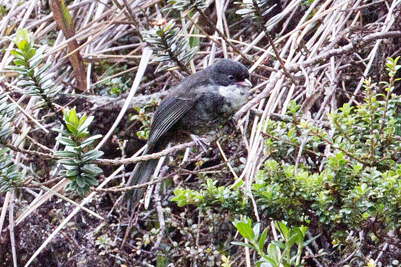 Black-backed Bush-tanager (Urothraupis stolzmanni)