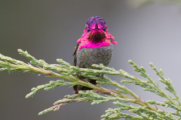 Anna's Hummingbird (Calypte anna)