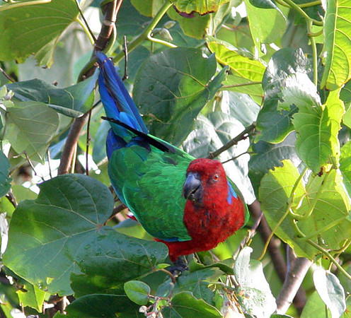 Red Shining Parrot (Prosopeia tabuensis) also known as Maroon Shining-parrot