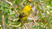 Yellow Warbler (Dendroica petechia)