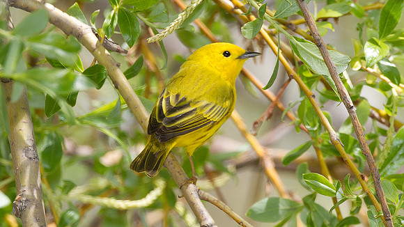 Yellow Warbler (Dendroica petechia)