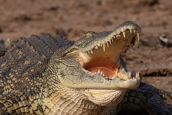 Nile crocodile (Crocodylus niloticus)