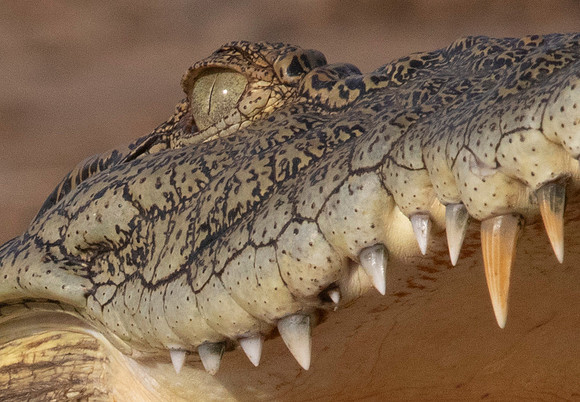 Nile crocodile (Crocodylus niloticus)