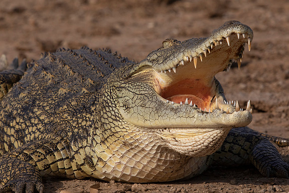 Nile crocodile (Crocodylus niloticus)