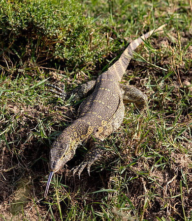 Nile monitor (Varanus niloticus)