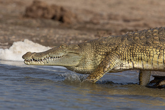 Nile crocodile (Crocodylus niloticus)