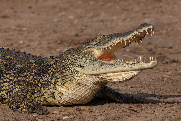 Nile crocodile (Crocodylus niloticus)
