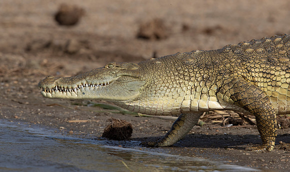 Nile crocodile (Crocodylus niloticus)