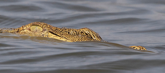 Nile crocodile (Crocodylus niloticus)