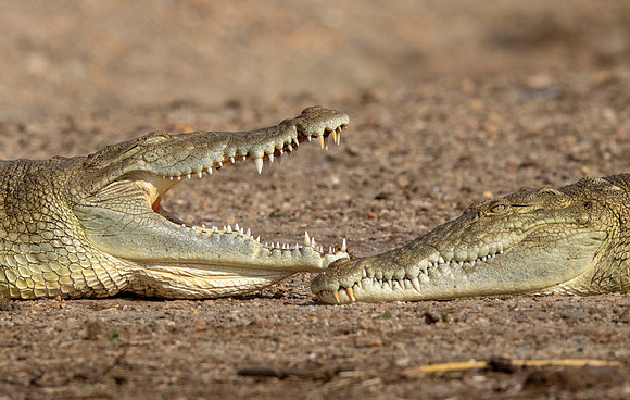 Nile crocodile (Crocodylus niloticus)