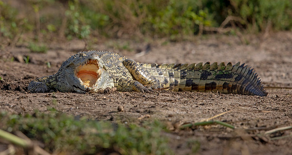 Nile crocodile (Crocodylus niloticus)