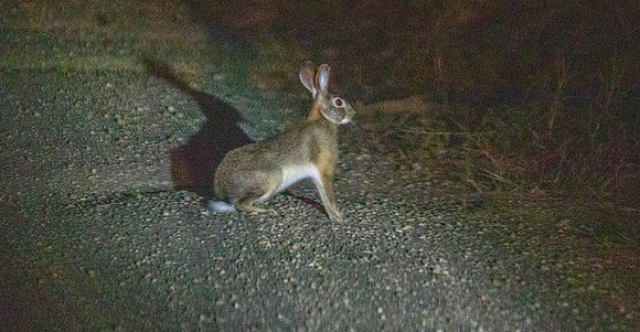 Bunyoro rabbit or Central African rabbit