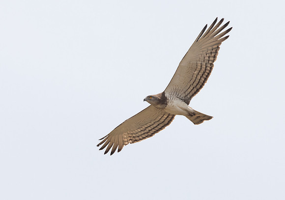 Black-chested snake eagle (Circaetus pectoralis)