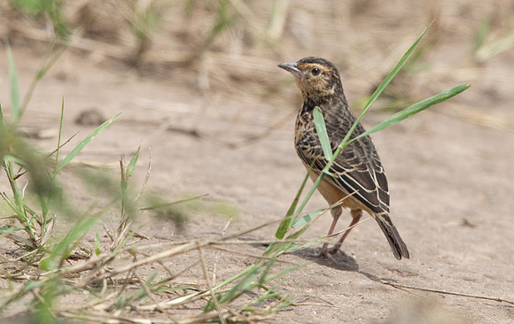 Flappet lark (Mirafra rufocinnamomea)