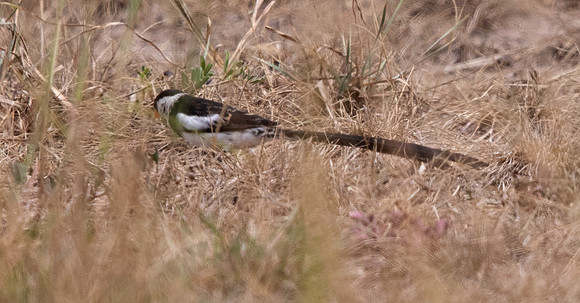 Pin-tailed whydah (Vidua macroura)