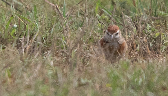 Red-capped lark (Calandrella cinerea)