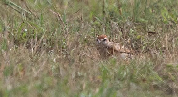 Red-capped lark (Calandrella cinerea)