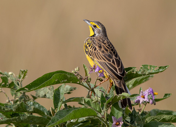 Yellow-throated longclaw (Macronyx croceus)