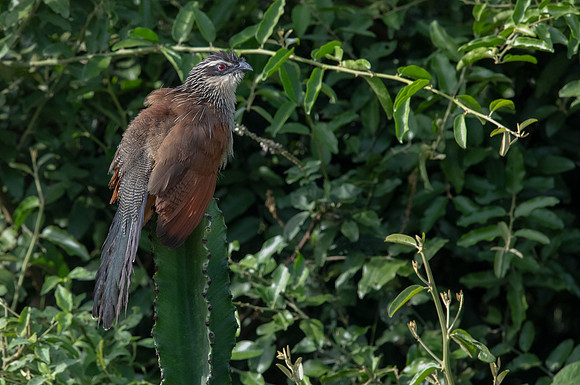 White-browed coucal (Centropus superciliosus)