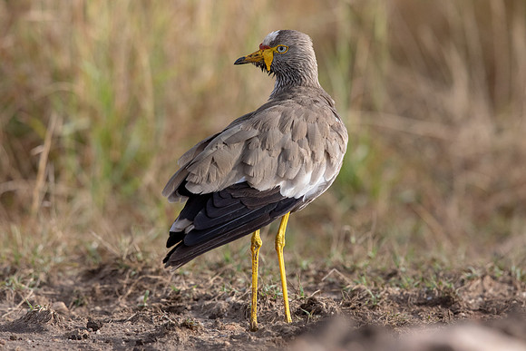 African wattled lapwing (Vanellus senegallus)