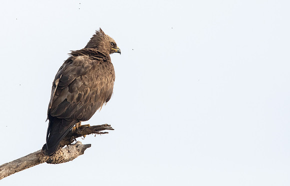 Wahlberg's eagle (Hieraaetus wahlbergi)
