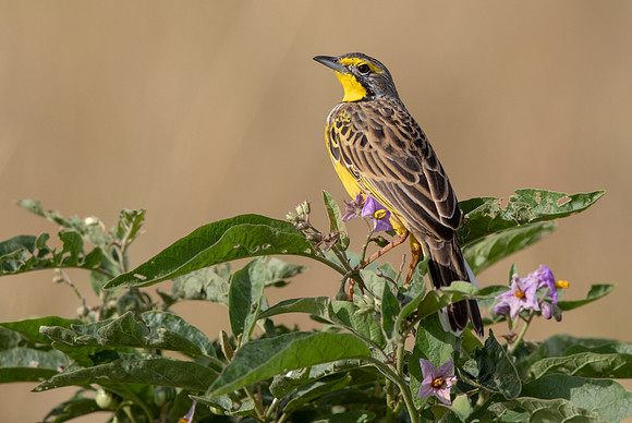 Yellow-throated longclaw (Macronyx croceus)