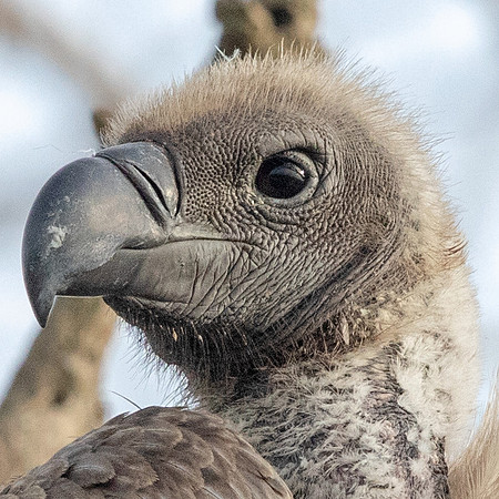 White-backed Vulture (Gyps africanus)