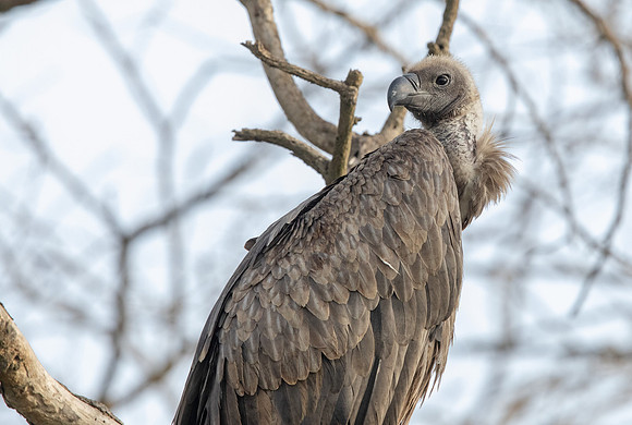 White-backed Vulture (Gyps africanus)