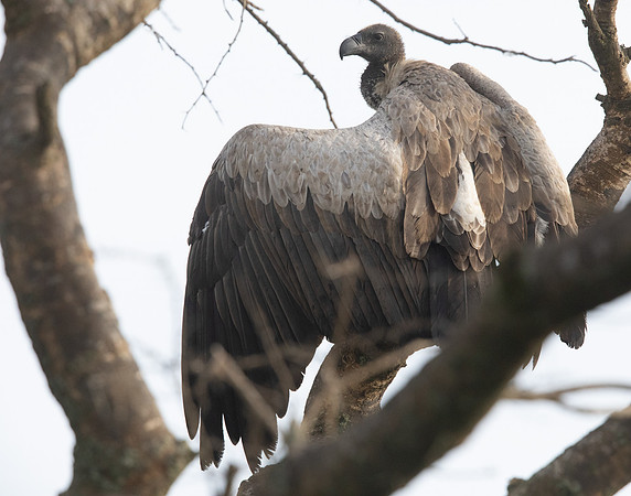 White-backed Vulture (Gyps africanus)