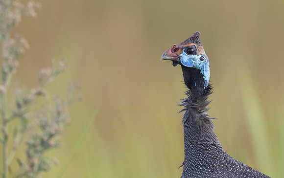 Helmeted guineafowl (Numida meleagris)