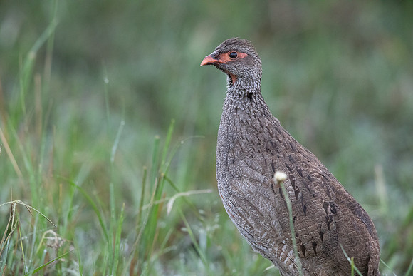 Red-necked spurfowl (Pternistis afer)