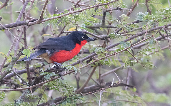 Black-headed gonolek (Laniarius erythrogaster)