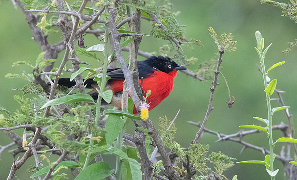 Black-headed gonolek (Laniarius erythrogaster)